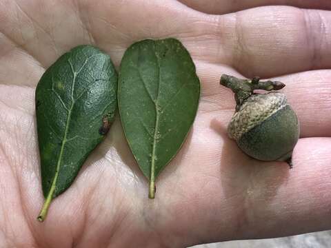 Image of Myrtle Oak