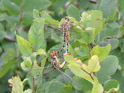 Image of Dromogomphus spoliatus (Hagen ex Selys 1858)