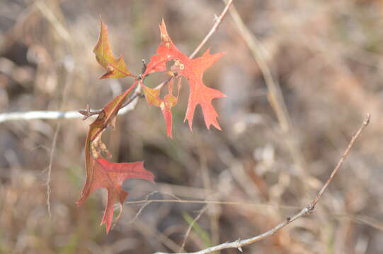 Image of Turkey Oak