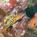 Image of Axelrod's Clown Blenny