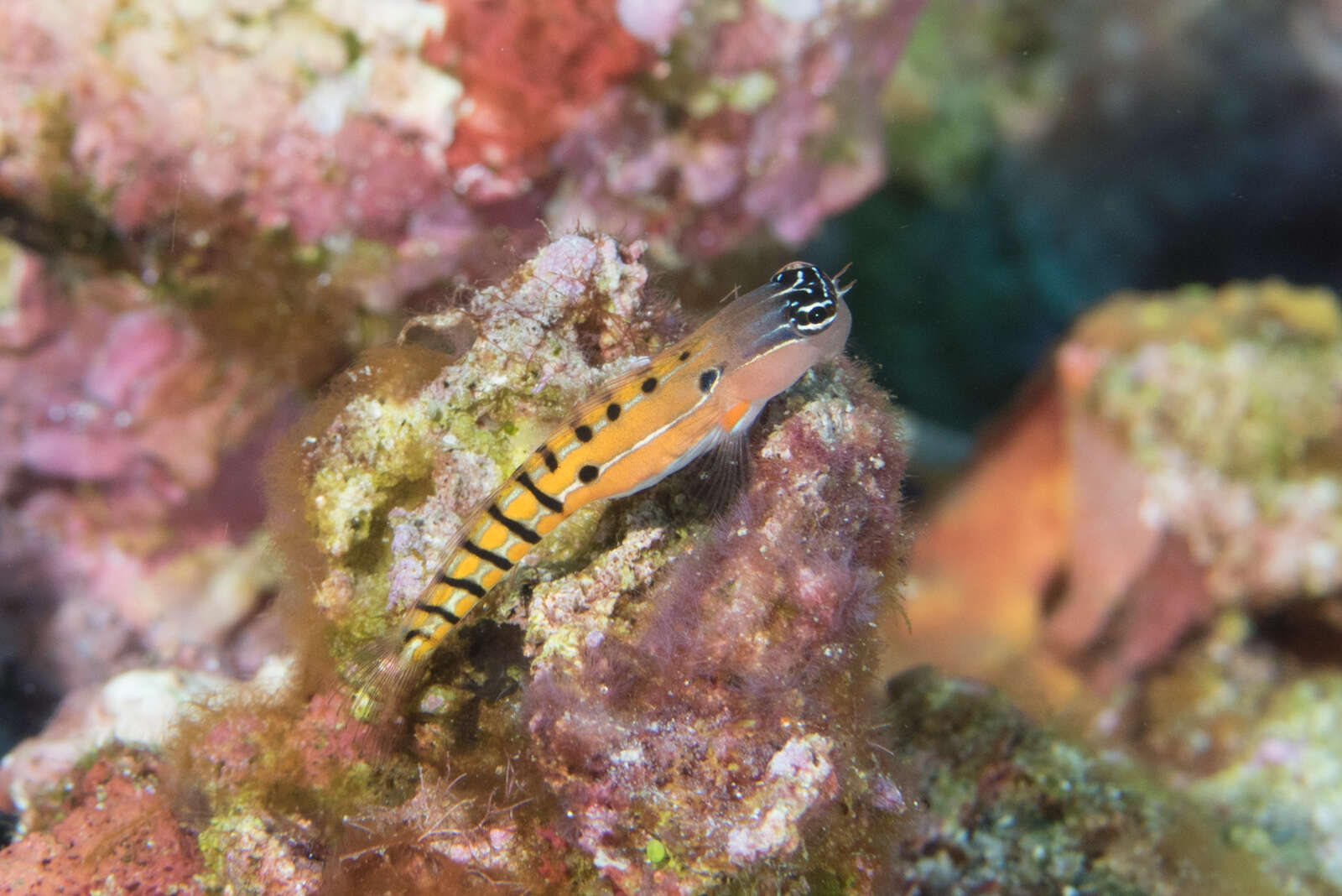 Image of Axelrod's Clown Blenny