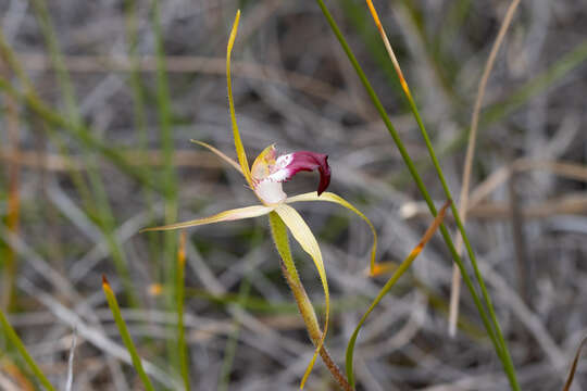 Image of Granite spider orchid