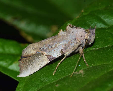 Image of Meliaba pelopsalis Walker 1858