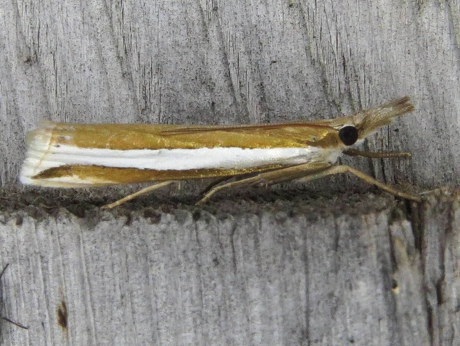 Image of Crambus unistriatellus Packard 1868