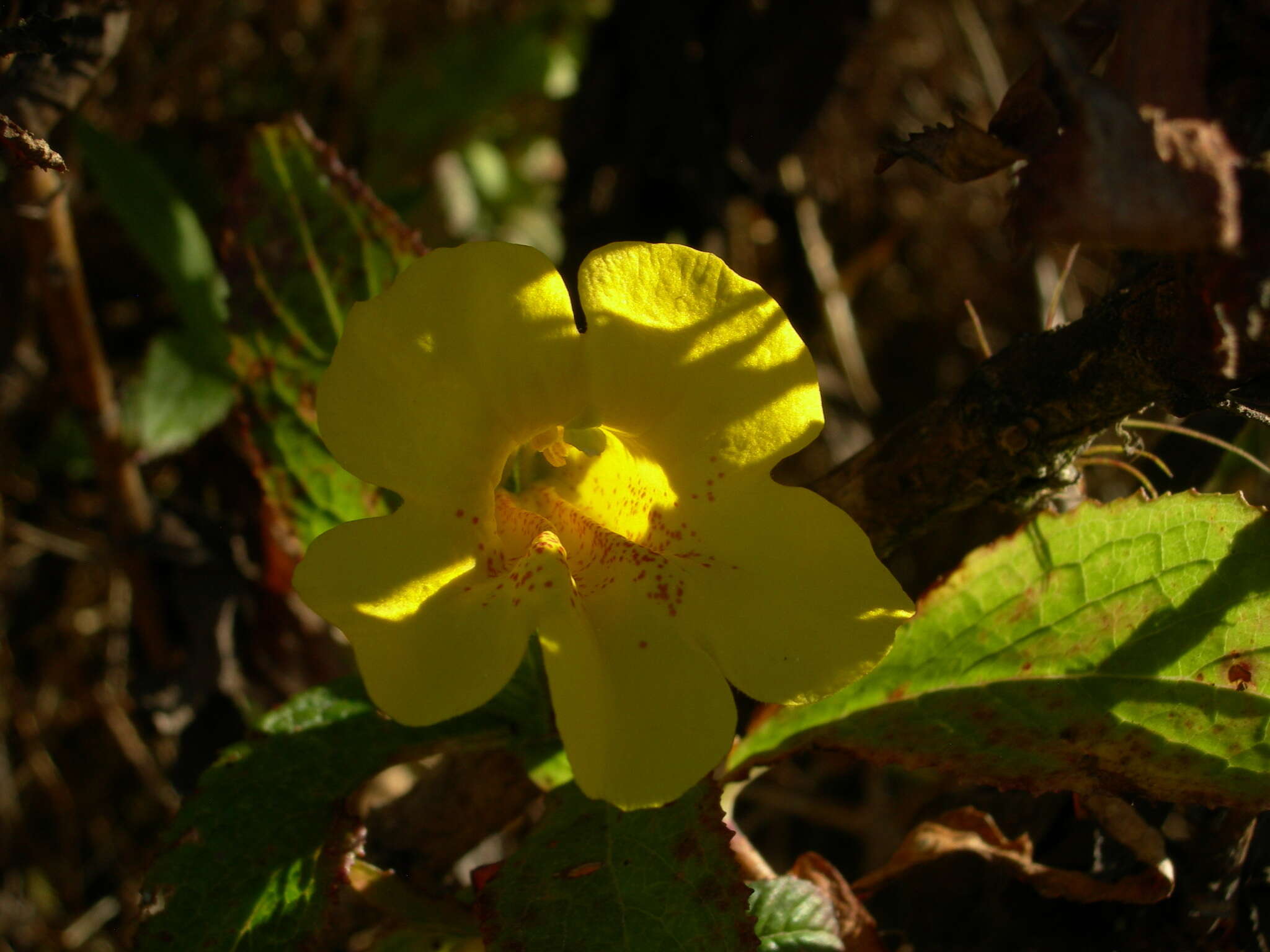 Hemichaena fruticosa Benth. resmi