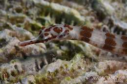 Image of Brown-banded Pipefish