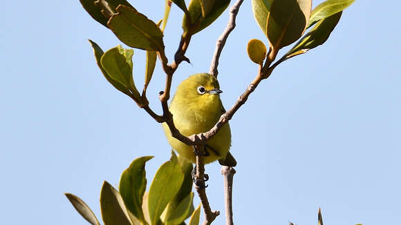 Imagem de Zosterops luteus Gould 1843