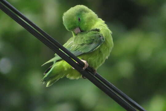 Image of Spectacled Parrotlet