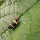 Image of Sphenorhina nigricephala Carvalho & Webb 2004