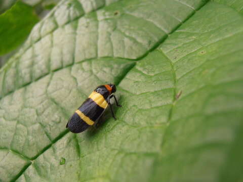 Image of Sphenorhina nigricephala Carvalho & Webb 2004