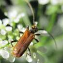 Image of Stenhomalus (Obriopsis) bicolor (Kraatz 1862)