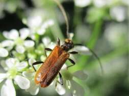 Image of Stenhomalus (Obriopsis) bicolor (Kraatz 1862)