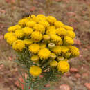 Image of Phymaspermum athanasioides (S. Moore) M. Källersjö