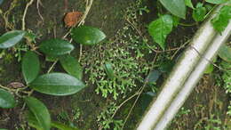 Image of Selaginella repanda (Desv. & Poir.) Spring