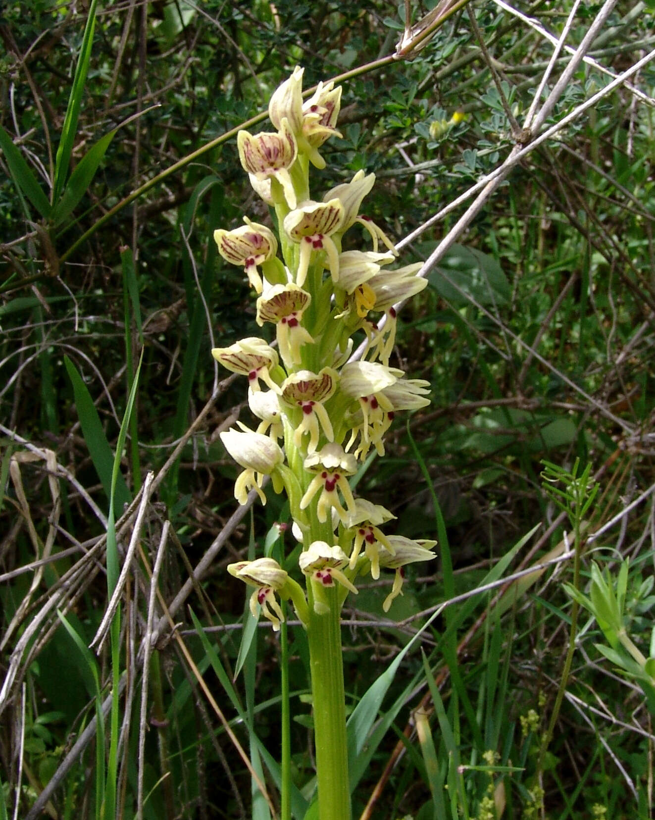 Orchis galilaea (Bornm. & M. Schulze) Schltr. resmi