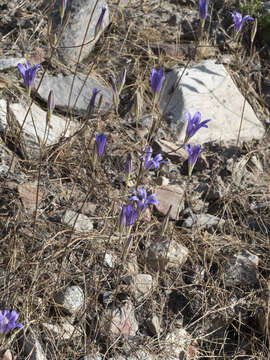 Sivun Brodiaea elegans subsp. elegans kuva