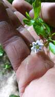 Image of African boxthorn