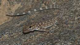 Image of Oman Rock Gecko