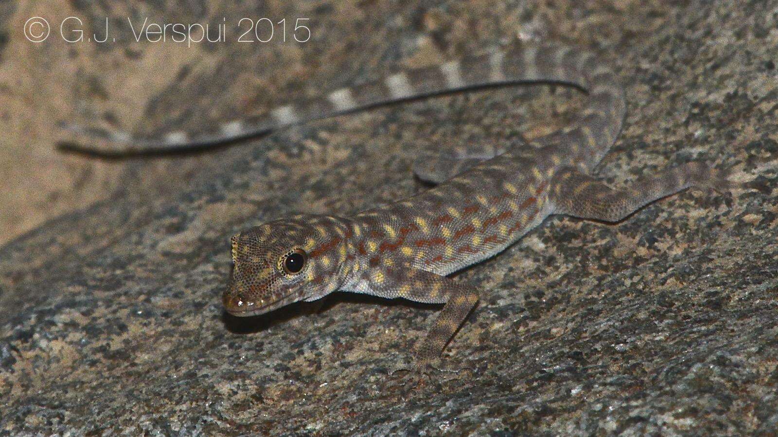 Image of Oman Rock Gecko