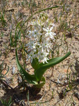 Image of Wurmbea dolichantha B. Nord.