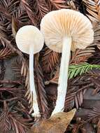 Image of Entoloma adnatifolium (Murrill) Blanco-Dios 2015