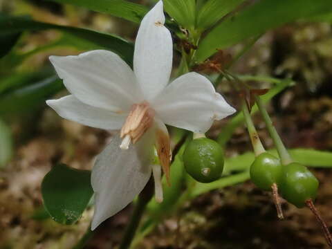 Image of Luzuriaga radicans Ruiz & Pav.