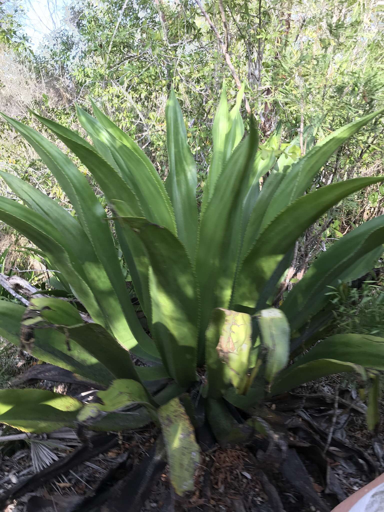 Image of Agave caymanensis Proctor