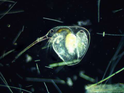 Image of Baltic long-nosed waterflea