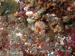 Image of Decorated Warbonnet