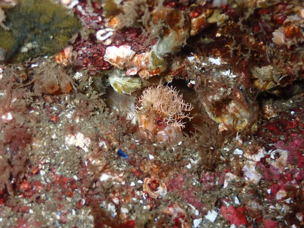 Image of Decorated Warbonnet