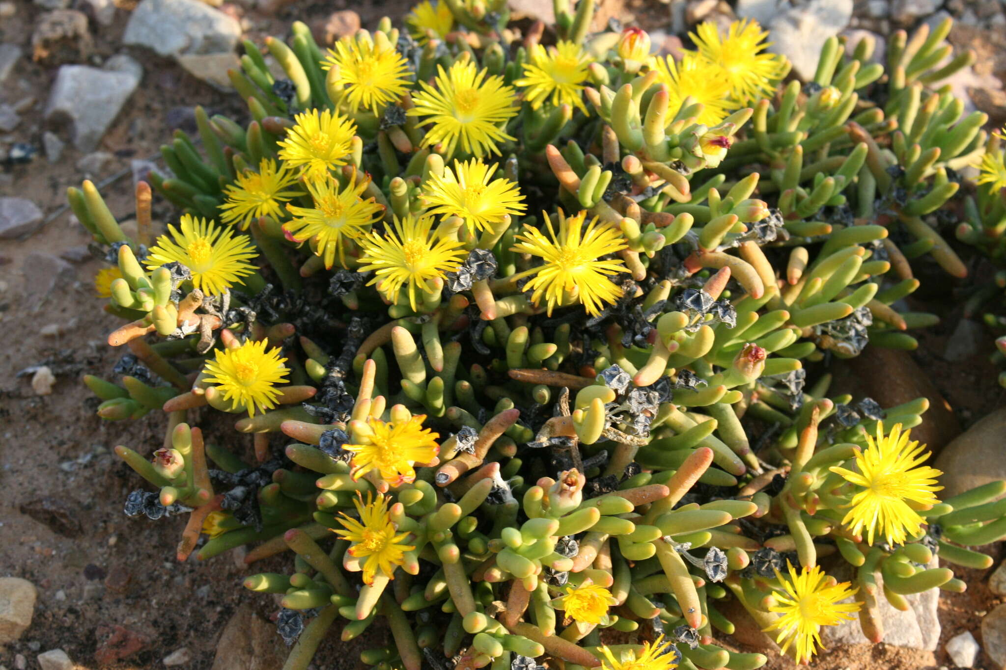 Image of Hereroa aspera L. Bol.