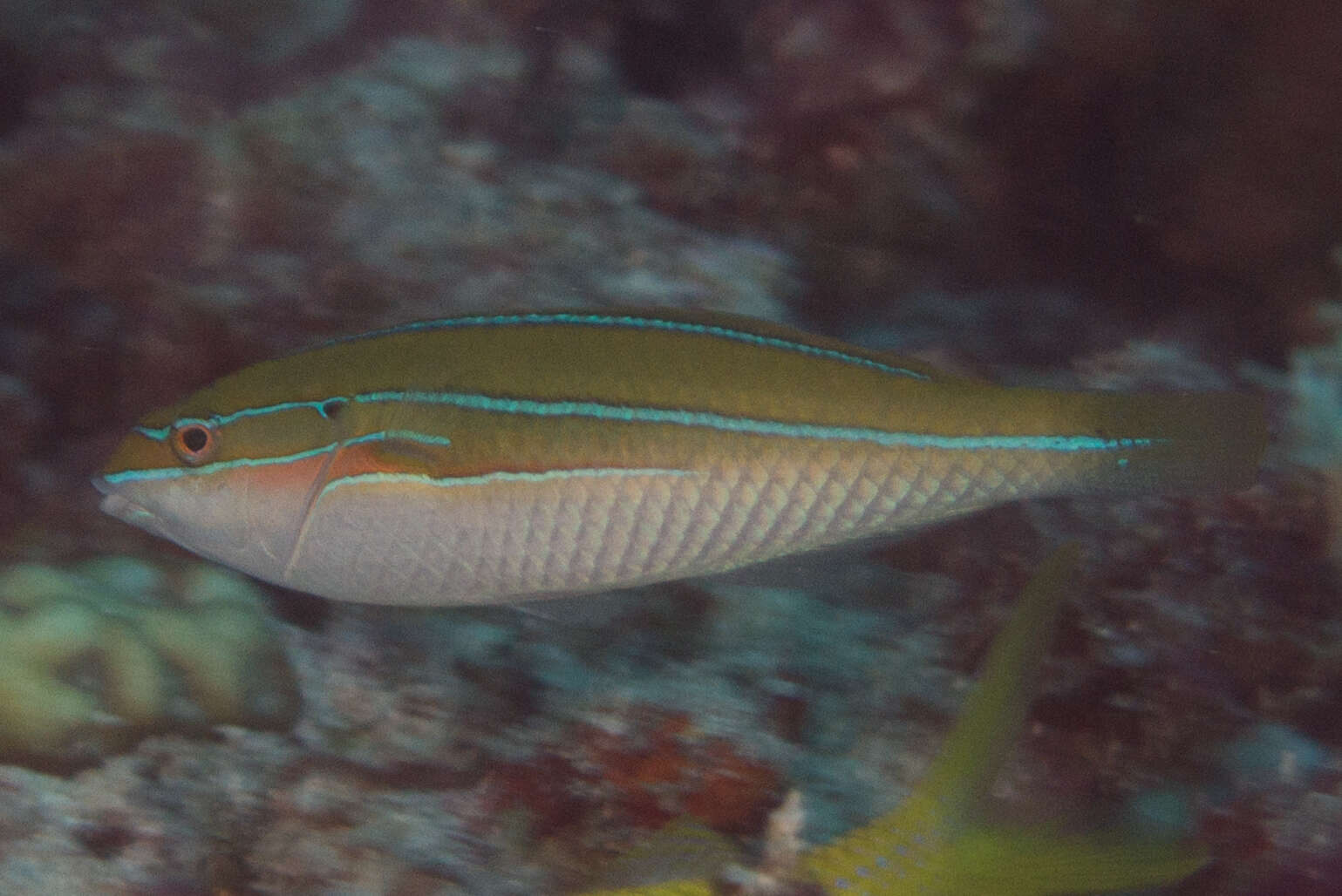 Image of Stripebelly wrasse