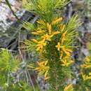 Image of Persoonia tenuifolia R. Br.