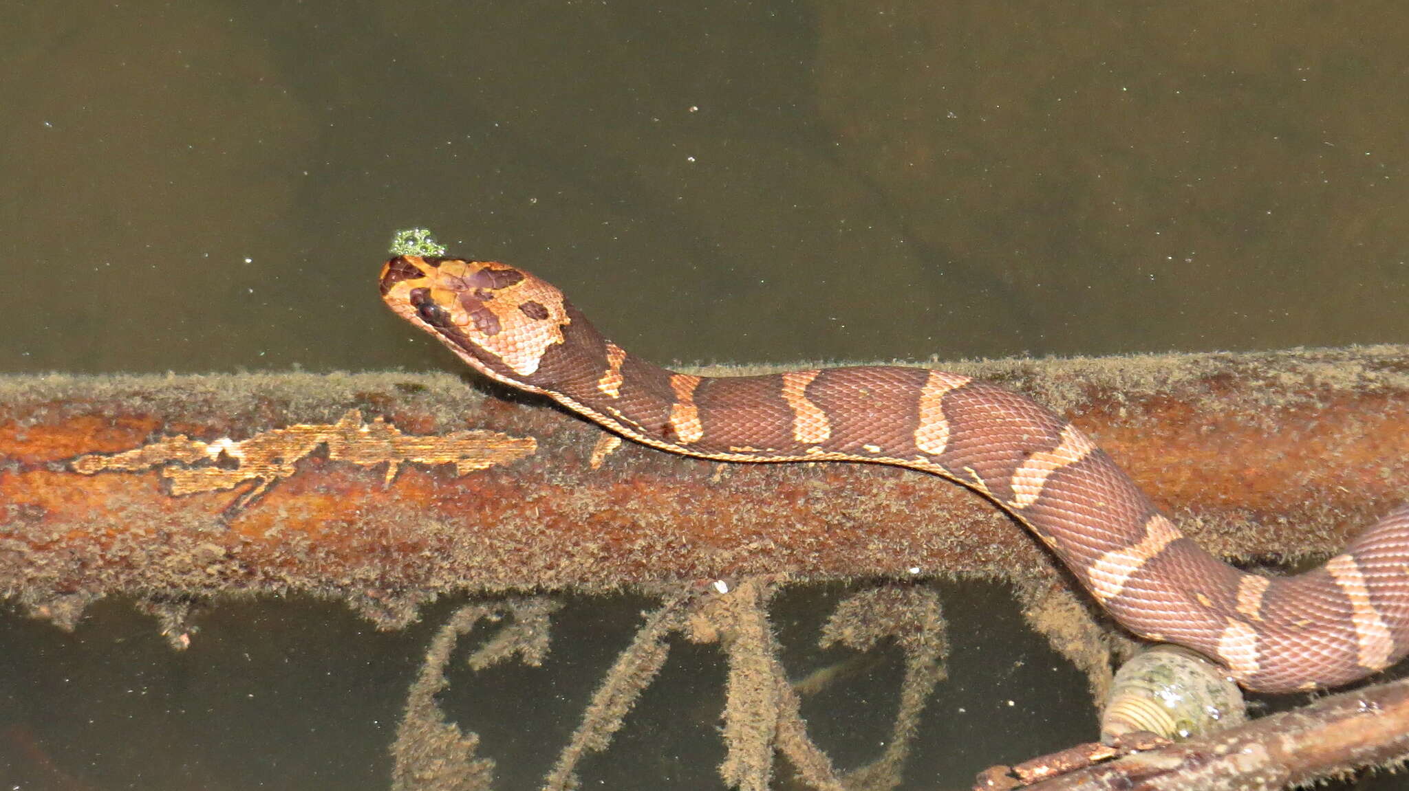 Image of Masked Water Snake