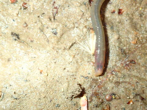 Image of Least Brook Lamprey