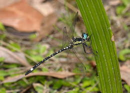 Слика од Eusynthemis deniseae Theischinger 1977