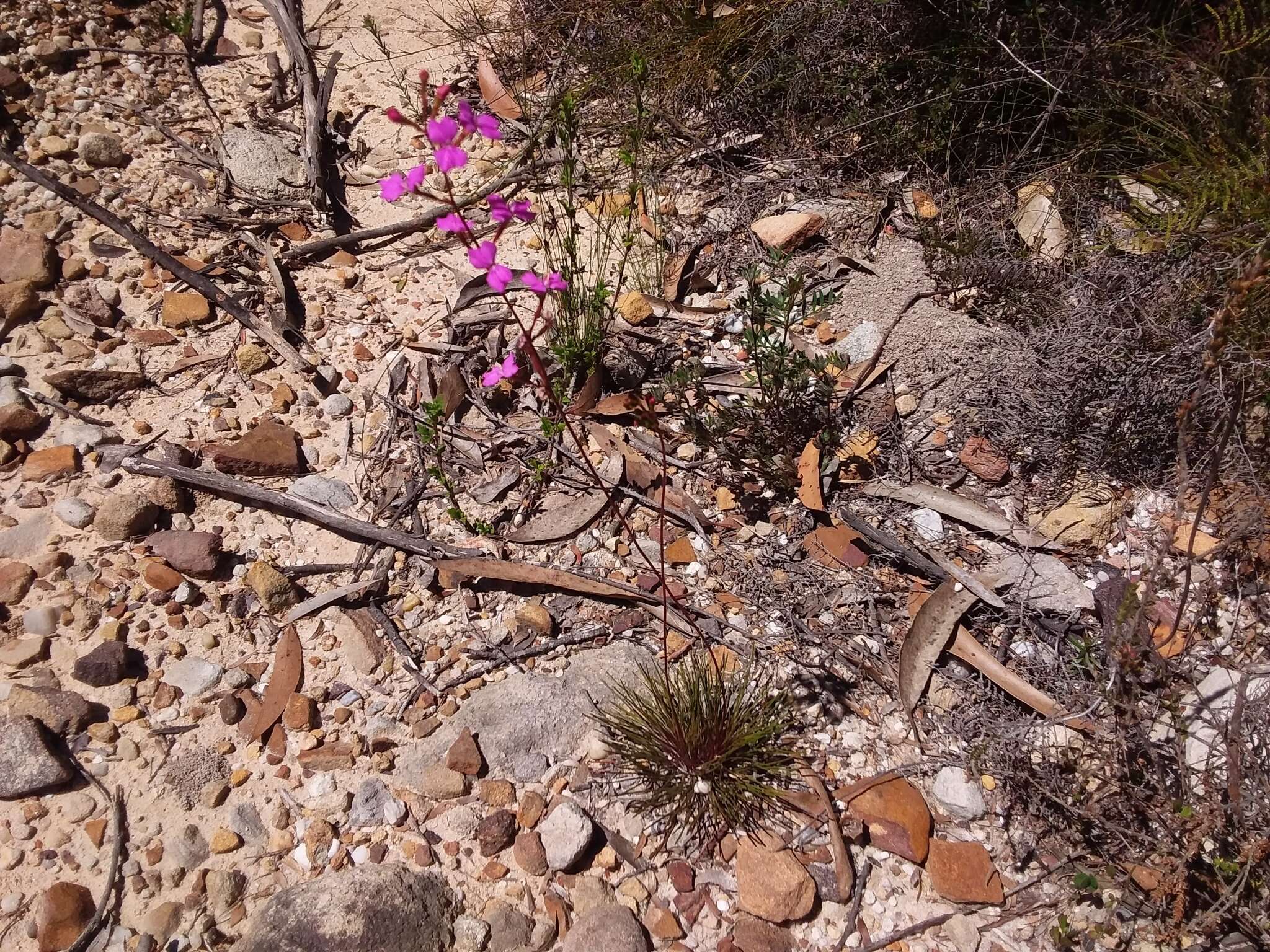 Image of Stylidium lineare Sw. ex Willd.