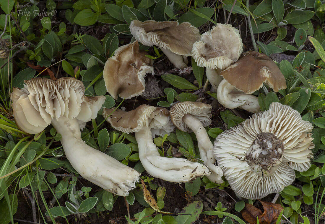 Image of Neohygrocybe Herink