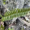 Image of narrowleaf swordfern