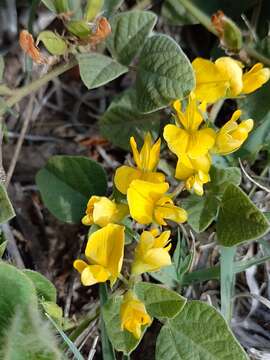 Image of Chihuahuan snoutbean