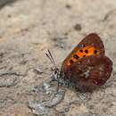 Image of Aloeides caffrariae Henning 1987