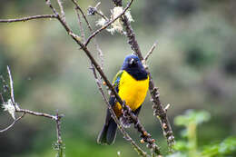 Image of Black-chested Mountain Tanager