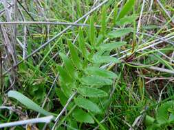 Imagem de Berula erecta subsp. thunbergii (DC.) B. L. Burtt