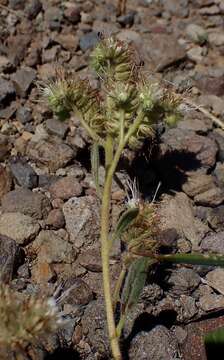 Image of compact phacelia