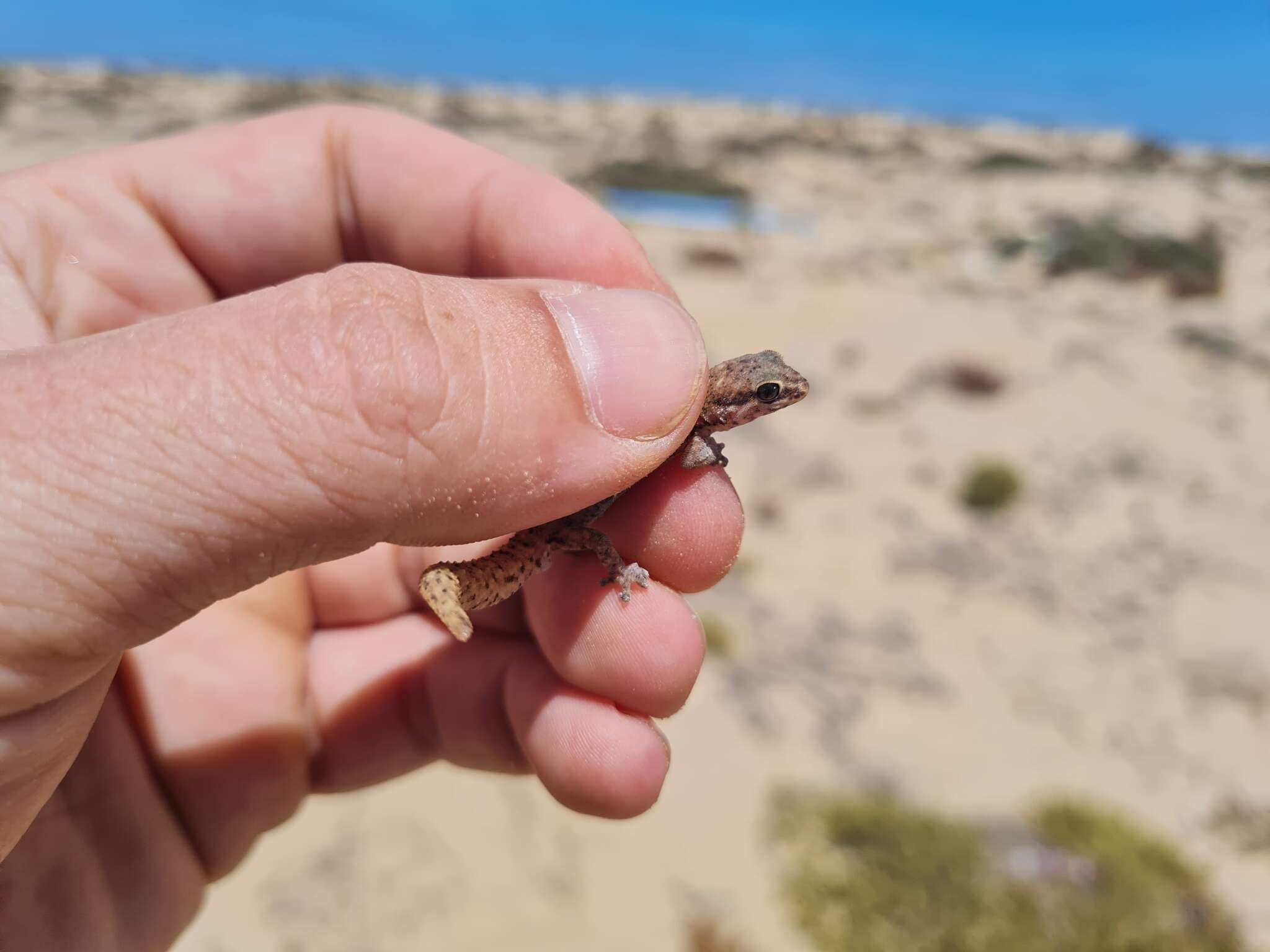 Image of Calvinia Thick-toed Gecko