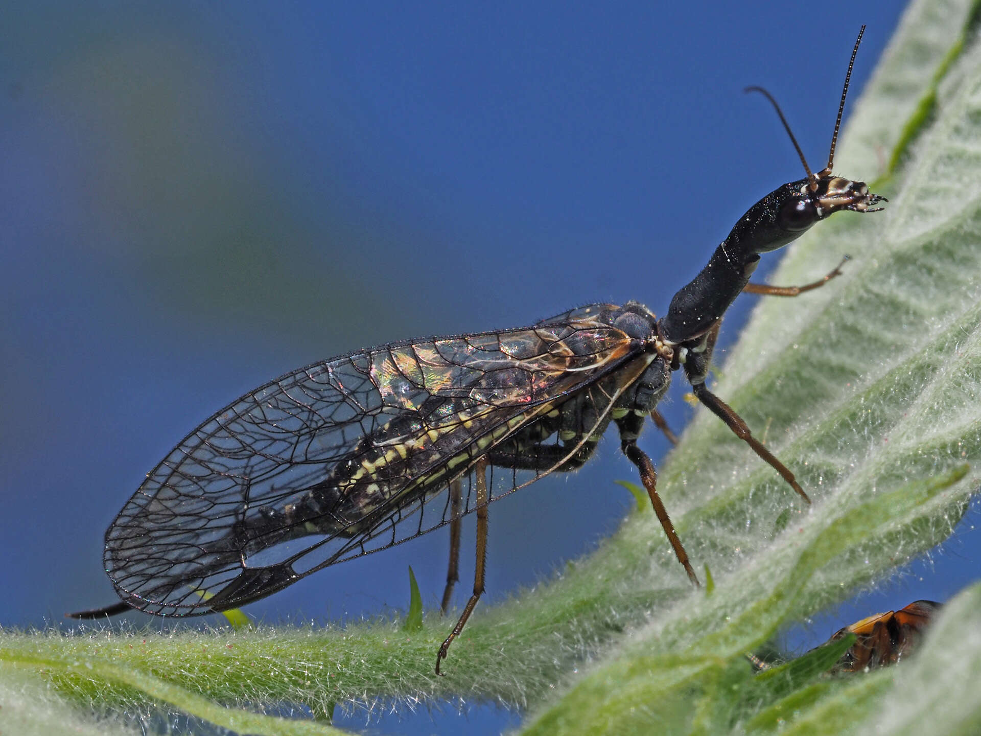 Image of Phaeostigma (Phaeostigma) notatum (Fabricius 1781)