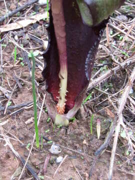 Image of Biarum tenuifolium subsp. arundanum (Boiss. & Reut.) Nyman