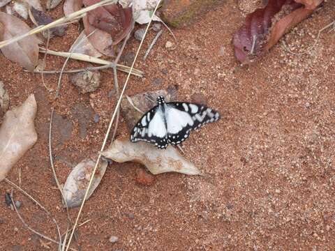 Слика од Graphium morania (Angas 1849)