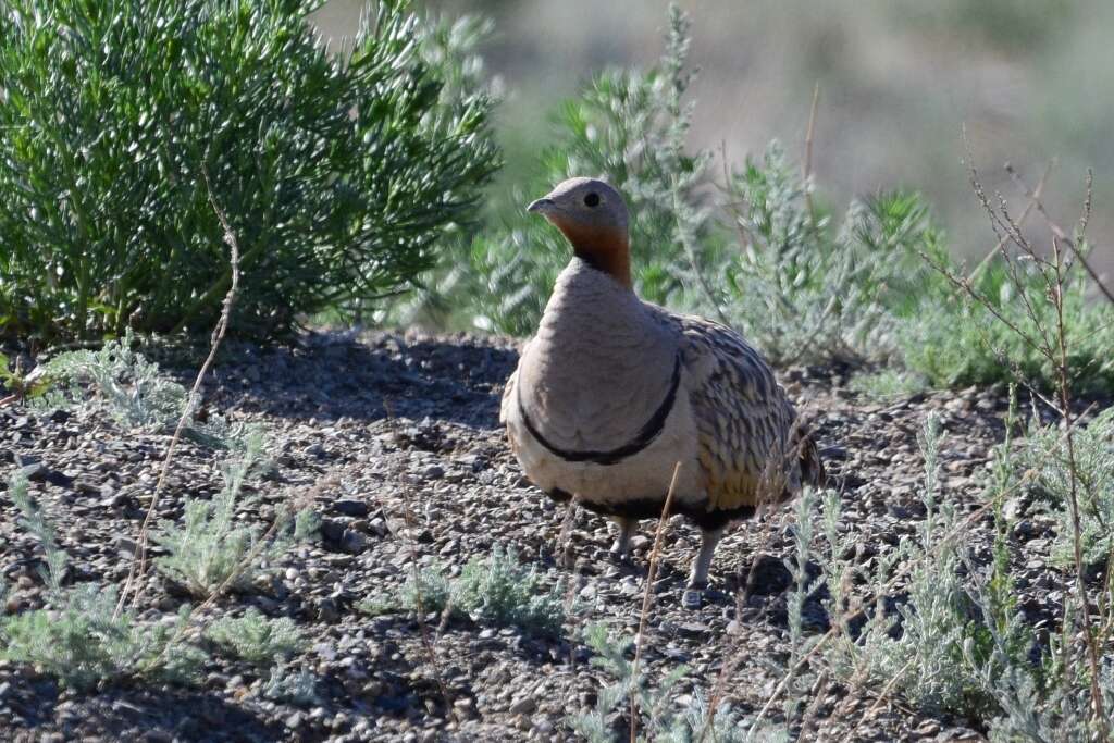 Image of Black-bellied Sandgrouse