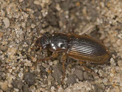 Anisodactylus (Anadaptus) discoideus Dejean 1831 resmi